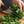 Cilantro Herb Seeds For Planting (Coriandrum sativum)
