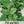 Cilantro Herb Seeds For Planting (Coriandrum sativum)