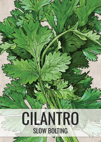 Cilantro Herb Seeds For Planting (Coriandrum sativum)