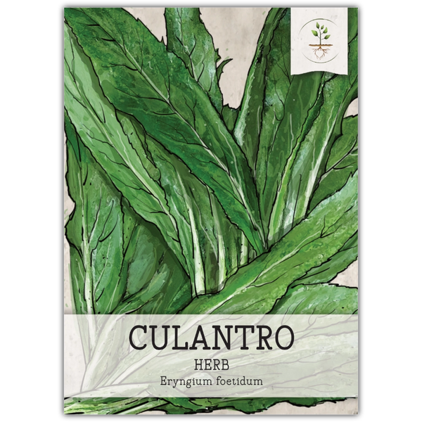 Culantro Herb Seeds For Planting (Eryngium foetidum)
