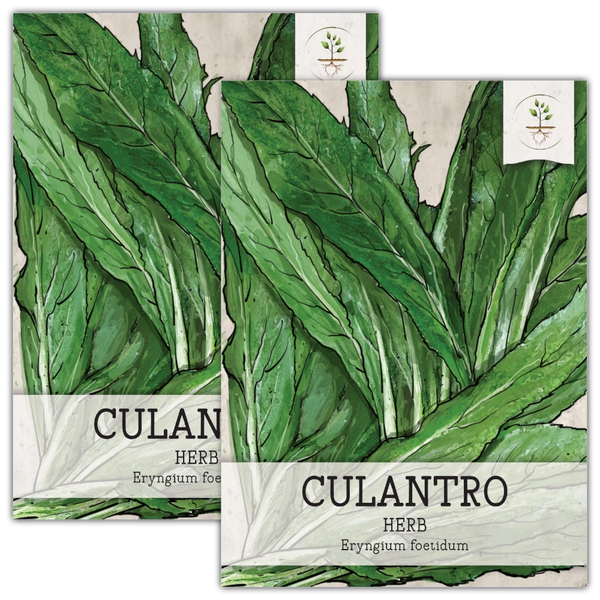 Culantro Herb Seeds For Planting (Eryngium foetidum)