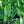Culantro Herb Seeds For Planting (Eryngium foetidum)