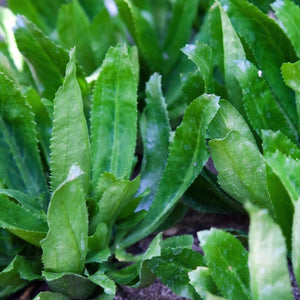 Culantro Herb Seeds For Planting (Eryngium foetidum)