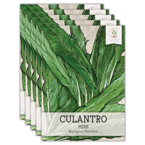 Culantro Herb Seeds For Planting (Eryngium foetidum)