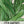 Culantro Herb Seeds For Planting (Eryngium foetidum)