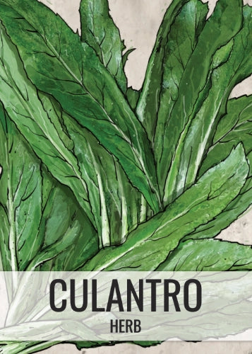 Culantro Herb Seeds For Planting (Eryngium foetidum)