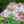 Cleome Seeds For Planting, Spider Mixture (Cleome hassleriana)