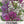 Cleome Seeds For Planting, Spider Mixture (Cleome hassleriana)