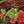 Rainbow Coleus Seeds For Planting (Coleus blumei)