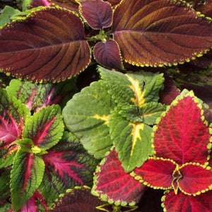 Rainbow Coleus Seeds For Planting (Coleus blumei)