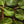 Georgia Southern Collard Seeds For Planting (Brassica oleracea)