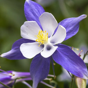 Blue Star Columbine Seeds For Planting (Aquilegia caerulea)