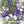 Blue Star Columbine Seeds For Planting (Aquilegia caerulea)