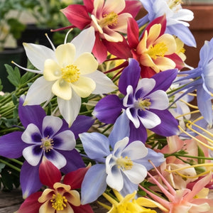 Giant Star, Mckana's Columbine Seeds For Planting (Aquilegia caerulea)