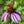 Purple Coneflower Seeds For Planting (Echinacea purpurea)