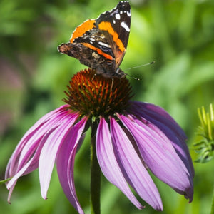 Purple Coneflower Seeds For Planting (Echinacea purpurea)