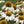 White Swan Coneflower Seeds For Planting (Echinacea purpurea)