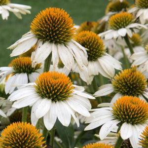 White Swan Coneflower Seeds For Planting (Echinacea purpurea)