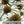 White Swan Coneflower Seeds For Planting (Echinacea purpurea)