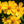 Lance Leaved Coreopsis Seeds For Planting (Coreopsis lanceolata)