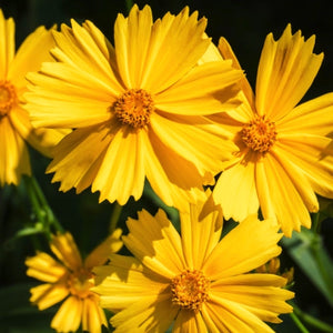 Lance Leaved Coreopsis Seeds For Planting (Coreopsis lanceolata)