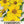 Lance Leaved Coreopsis Seeds For Planting (Coreopsis lanceolata)