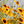 Coreopsis Plains Seeds For Planting (Coreopsis tinctoria)