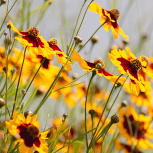 Coreopsis Plains Seeds For Planting (Coreopsis tinctoria)