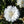 Tall White Cornflower Seeds For Planting (Centaurea cyanus)