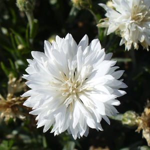 Tall White Cornflower Seeds For Planting (Centaurea cyanus)
