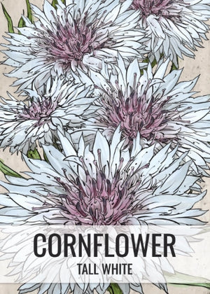 Tall White Cornflower Seeds For Planting (Centaurea cyanus)