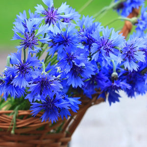 Dwarf Blue Cornflower Seeds For Planting (Centaurea cyanus)
