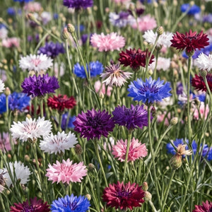 Polka Dot Mixed Cornflower Seeds For Planting (Centaurea cyanus)