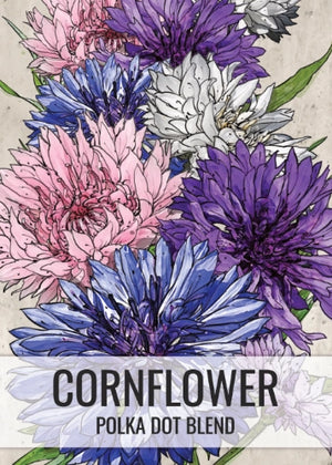 Polka Dot Mixed Cornflower Seeds For Planting (Centaurea cyanus)