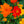 Bright Lights Cosmos Seeds For Planting (Cosmos sulphureus)