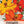 Bright Lights Cosmos Seeds For Planting (Cosmos sulphureus)
