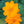 Burning Passion Cosmos Seeds For Planting (Cosmos sulphureus)