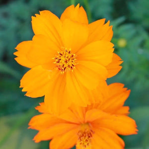 Burning Passion Cosmos Seeds For Planting (Cosmos sulphureus)
