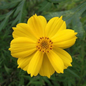 Burning Sun Cosmos Seeds For Planting (Cosmos sulphureus)