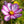 Candystripe Cosmos Seeds For Planting (Cosmos bipinnatus)