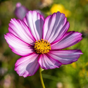 Candystripe Cosmos Seeds For Planting (Cosmos bipinnatus)