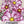 Candystripe Cosmos Seeds For Planting (Cosmos bipinnatus)