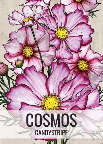 Candystripe Cosmos Seeds For Planting (Cosmos bipinnatus)