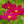 Dazzler Cosmos Seeds For Planting (Cosmos bipinnatus)
