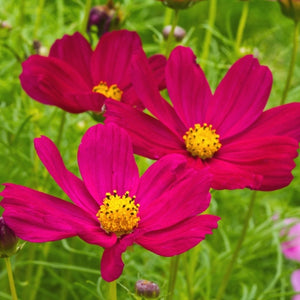 Dazzler Cosmos Seeds For Planting (Cosmos bipinnatus)
