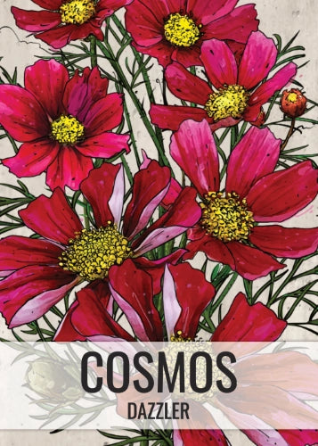 Dazzler Cosmos Seeds For Planting (Cosmos bipinnatus)