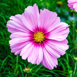 Gloria Cosmos Seeds For Planting (Cosmos bipinnatus)