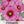 Gloria Cosmos Seeds For Planting (Cosmos bipinnatus)