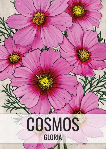 Gloria Cosmos Seeds For Planting (Cosmos bipinnatus)