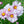 Picotee Cosmos Seeds For Planting (Cosmos bipinnatus)